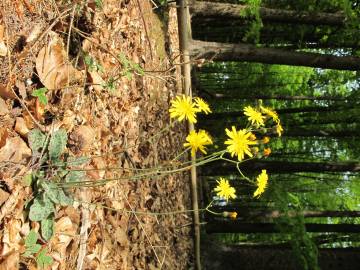 Fotografia da espécie Hieracium glaucinum