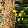 Fotografia 12 da espécie Hieracium glaucinum do Jardim Botânico UTAD