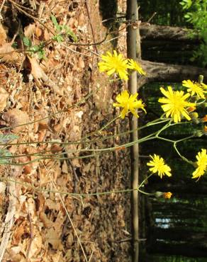 Fotografia 13 da espécie Hieracium glaucinum no Jardim Botânico UTAD