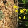 Fotografia 13 da espécie Hieracium glaucinum do Jardim Botânico UTAD