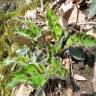 Fotografia 14 da espécie Hieracium glaucinum do Jardim Botânico UTAD