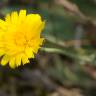 Fotografia 15 da espécie Hieracium glaucinum do Jardim Botânico UTAD