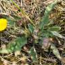 Fotografia 16 da espécie Hieracium glaucinum do Jardim Botânico UTAD