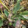 Fotografia 17 da espécie Hieracium glaucinum do Jardim Botânico UTAD