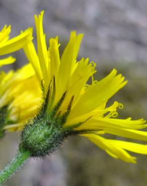 Fotografia 18 da espécie Hieracium glaucinum no Jardim Botânico UTAD