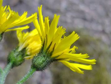 Fotografia da espécie Hieracium glaucinum