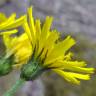 Fotografia 18 da espécie Hieracium glaucinum do Jardim Botânico UTAD