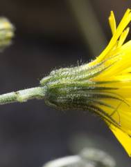 Hieracium glaucinum