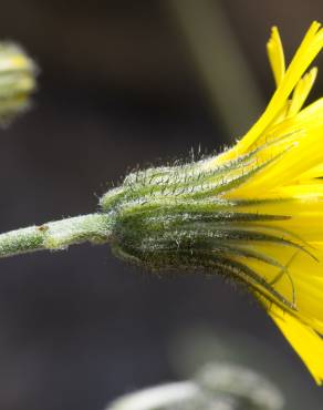 Fotografia 1 da espécie Hieracium glaucinum no Jardim Botânico UTAD