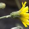 Fotografia 1 da espécie Hieracium glaucinum do Jardim Botânico UTAD