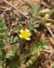 Fotografia da espécie Hyoseris scabra