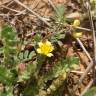 Fotografia 1 da espécie Hyoseris scabra do Jardim Botânico UTAD