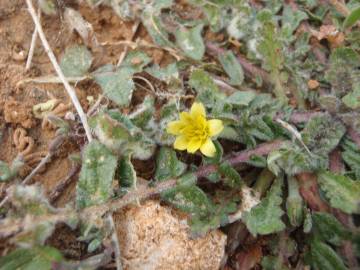 Fotografia da espécie Hyoseris scabra