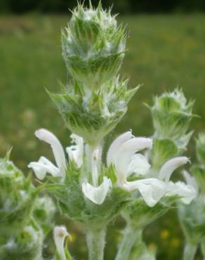 Fotografia 3 da espécie Salvia aethiopis no Jardim Botânico UTAD