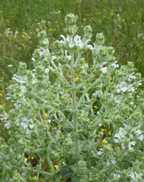 Fotografia 5 da espécie Salvia aethiopis no Jardim Botânico UTAD