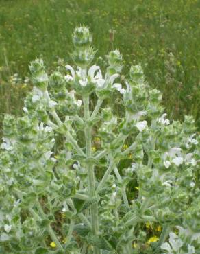 Fotografia 6 da espécie Salvia aethiopis no Jardim Botânico UTAD