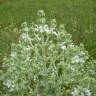 Fotografia 6 da espécie Salvia aethiopis do Jardim Botânico UTAD