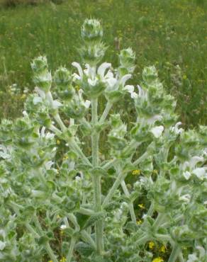 Fotografia 7 da espécie Salvia aethiopis no Jardim Botânico UTAD