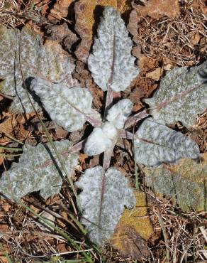 Fotografia 9 da espécie Salvia aethiopis no Jardim Botânico UTAD