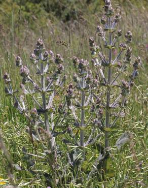 Fotografia 10 da espécie Salvia aethiopis no Jardim Botânico UTAD