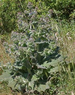 Fotografia 11 da espécie Salvia aethiopis no Jardim Botânico UTAD