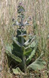 Fotografia da espécie Salvia aethiopis