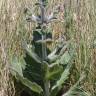 Fotografia 12 da espécie Salvia aethiopis do Jardim Botânico UTAD