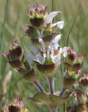 Fotografia 1 da espécie Salvia aethiopis no Jardim Botânico UTAD