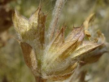 Fotografia da espécie Salvia aethiopis