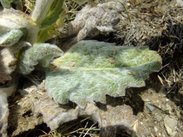Fotografia da espécie Salvia aethiopis