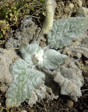 Fotografia 16 da espécie Salvia aethiopis no Jardim Botânico UTAD