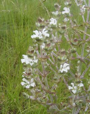 Fotografia 18 da espécie Salvia aethiopis no Jardim Botânico UTAD