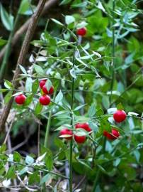 Fotografia da espécie Ruscus aculeatus