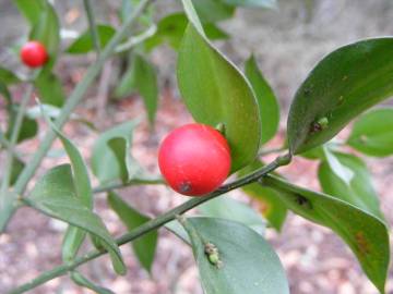 Fotografia da espécie Ruscus aculeatus