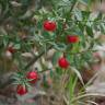 Fotografia 12 da espécie Ruscus aculeatus do Jardim Botânico UTAD