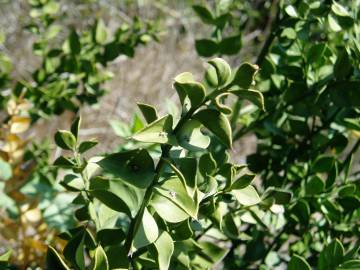 Fotografia da espécie Ruscus aculeatus