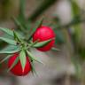 Fotografia 14 da espécie Ruscus aculeatus do Jardim Botânico UTAD