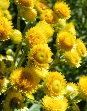 Fotografia 1 da espécie Helichrysum foetidum no Jardim Botânico UTAD