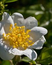 Fotografia da espécie Rosa sempervirens