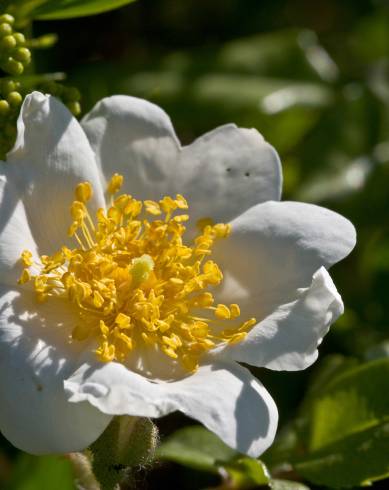 Fotografia de capa Rosa sempervirens - do Jardim Botânico