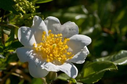 Fotografia da espécie Rosa sempervirens