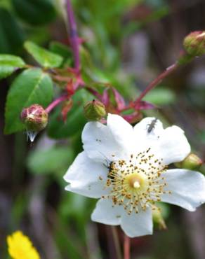 Fotografia 3 da espécie Rosa sempervirens no Jardim Botânico UTAD