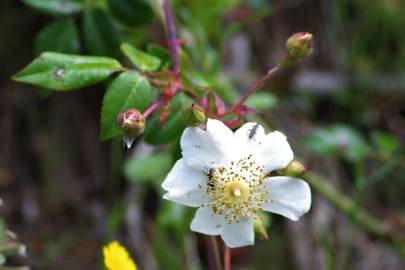 Fotografia da espécie Rosa sempervirens