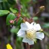 Fotografia 3 da espécie Rosa sempervirens do Jardim Botânico UTAD