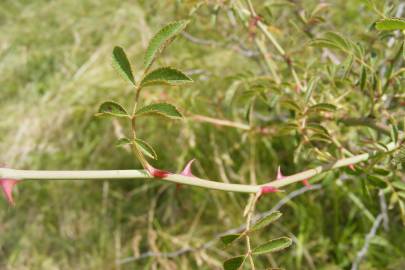 Fotografia da espécie Rosa agrestis