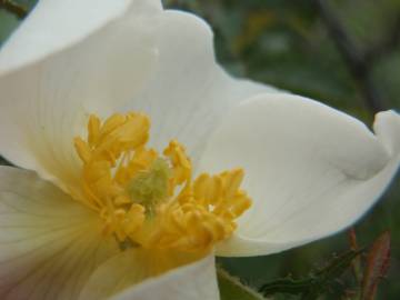 Fotografia da espécie Rosa agrestis