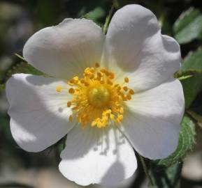 Fotografia da espécie Rosa agrestis