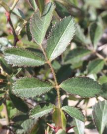 Fotografia da espécie Rosa agrestis