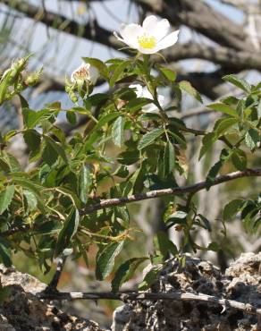 Fotografia 9 da espécie Rosa agrestis no Jardim Botânico UTAD