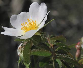 Fotografia da espécie Rosa agrestis